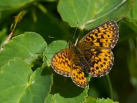 maudoc.com • Boloria titania •  IMG_1693 copia.jpg   Boloria titania